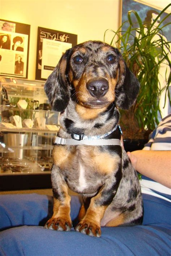 143 best images about Dapple Dachshunds on Pinterest I want, Long