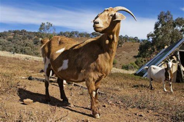 15 Fascinating Facts About Goats