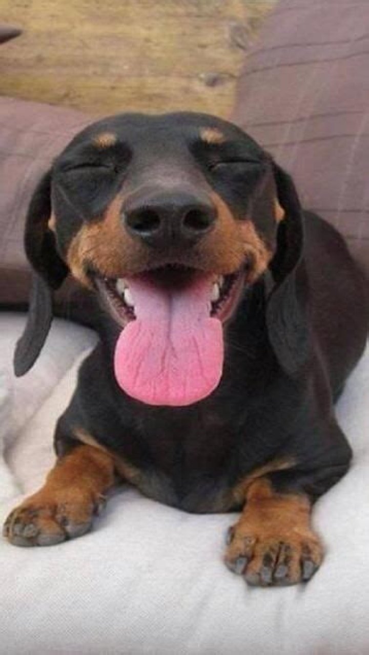 17 Smiling Dachshunds Put a Smile on Your Face