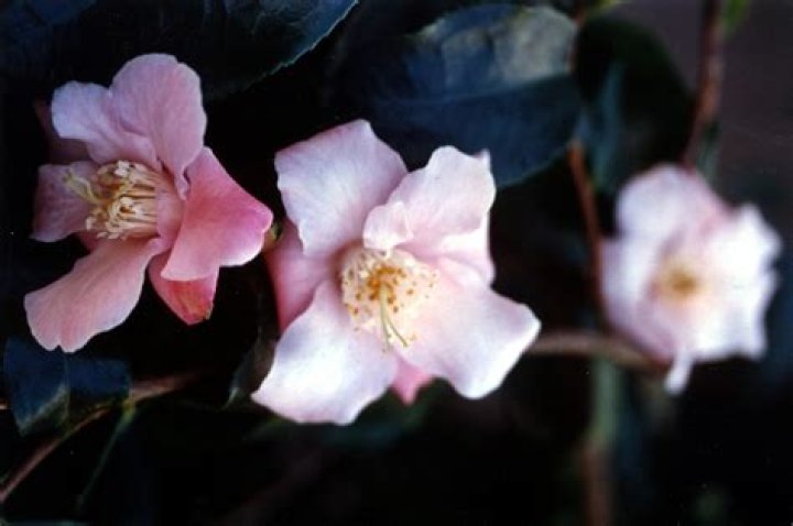 1994 Registrations NZ Camellia Society