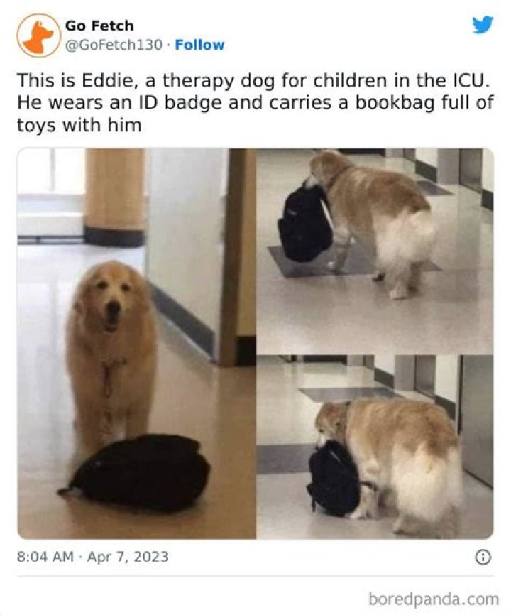 27 Dog Memes For When You Need That Daily Cute Fix Funny dog memes