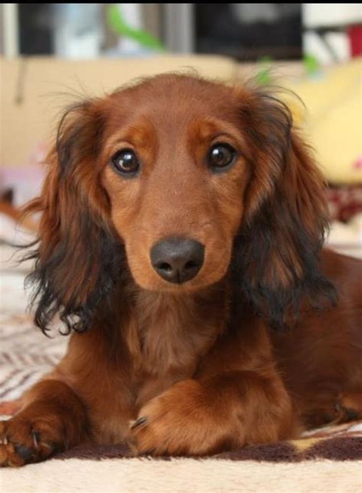 33 best Daxie images on Pinterest Sausages, Dachshund dog and Dachshunds
