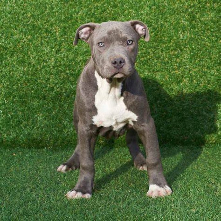33+ Blue Pit Bull Terrier For Sale Pic Bleumoonproductions