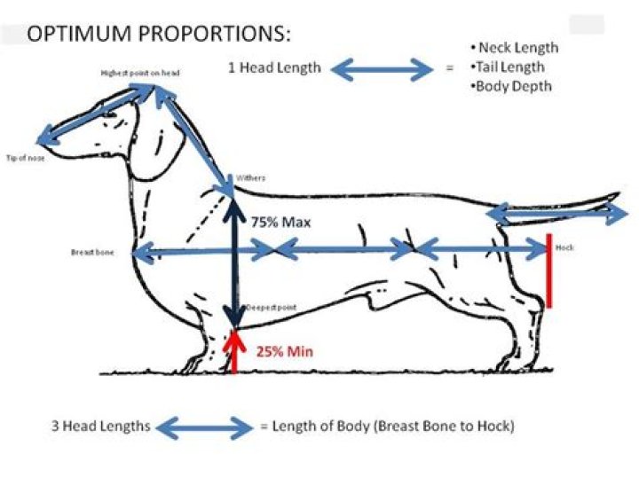 47+ Dachshund Sizes And Weights Pic Bleumoonproductions