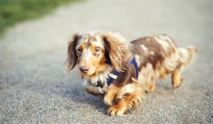 47+ Long Coat Dachshund Image Bleumoonproductions