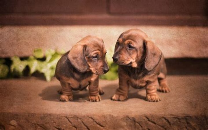 [50+] Cute Dachshund Wallpaper