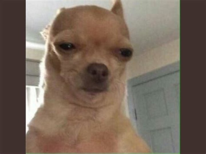 79+ Chihuahua Smiling With Teeth Meme l2sanpiero