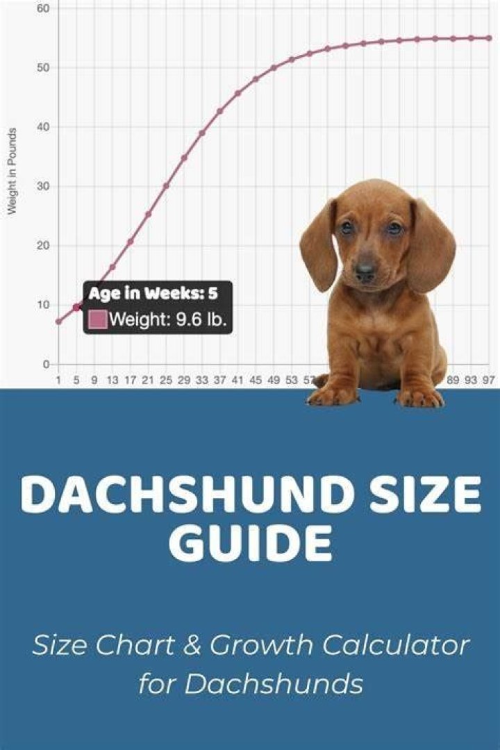 79+ Miniature Dachshund Weight Chart Kg l2sanpiero