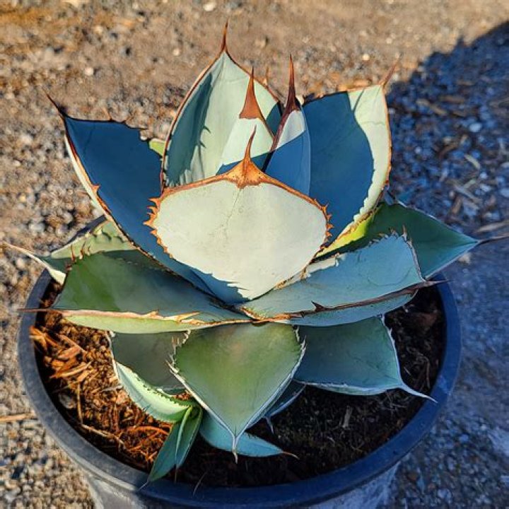 AGAVE attenuata &lsquo;Blue Fantastic&rsquo; Rancho Tissue