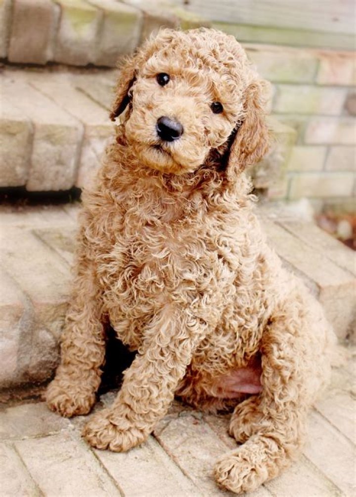 Apricot Standard Poodle Dogs and wolves Pinterest