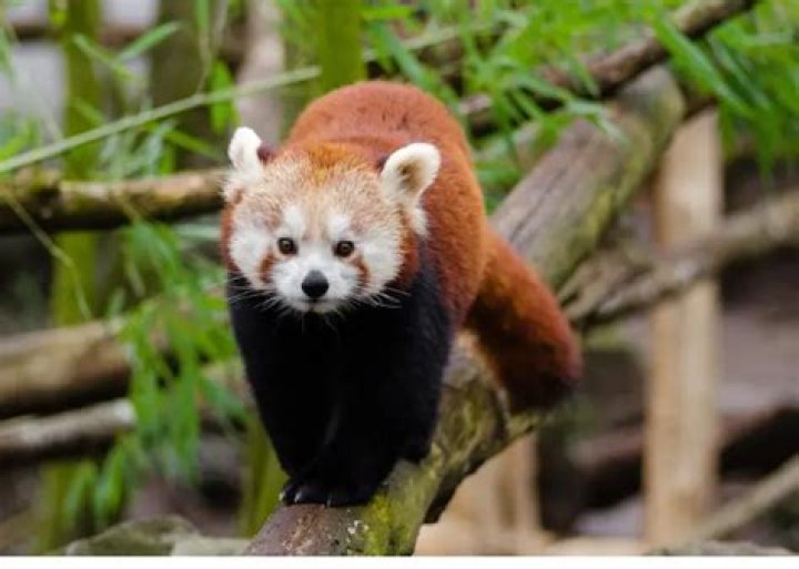 Are Cuddly RED Pandas Dangerous to Humans?