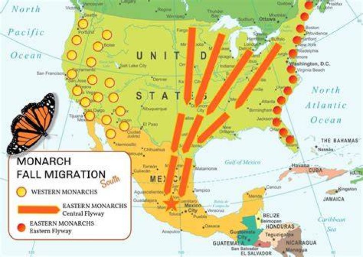 Aug 27 Monarch Butterfly Migration Celebration Wauwatosa, WI Patch