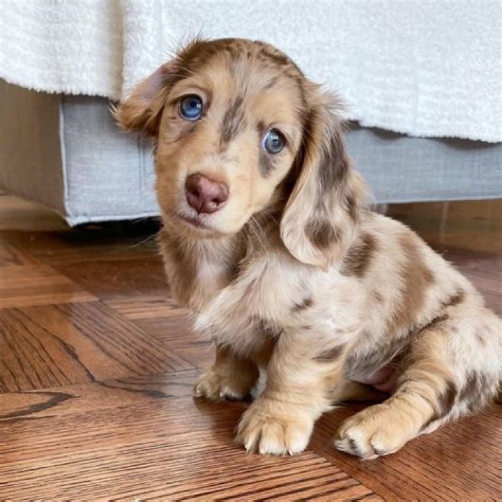 Best 25+ Dapple dachshund ideas on Pinterest Dapple dachshund puppy