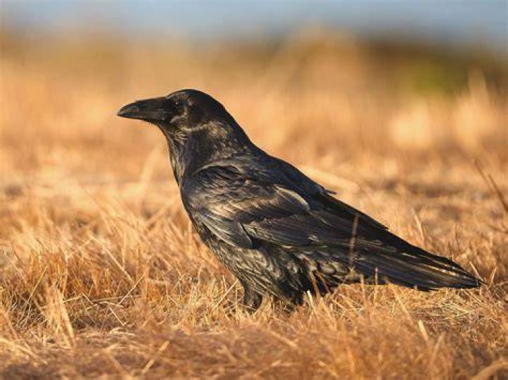 Birding at Home Common Raven Audubon Vermont