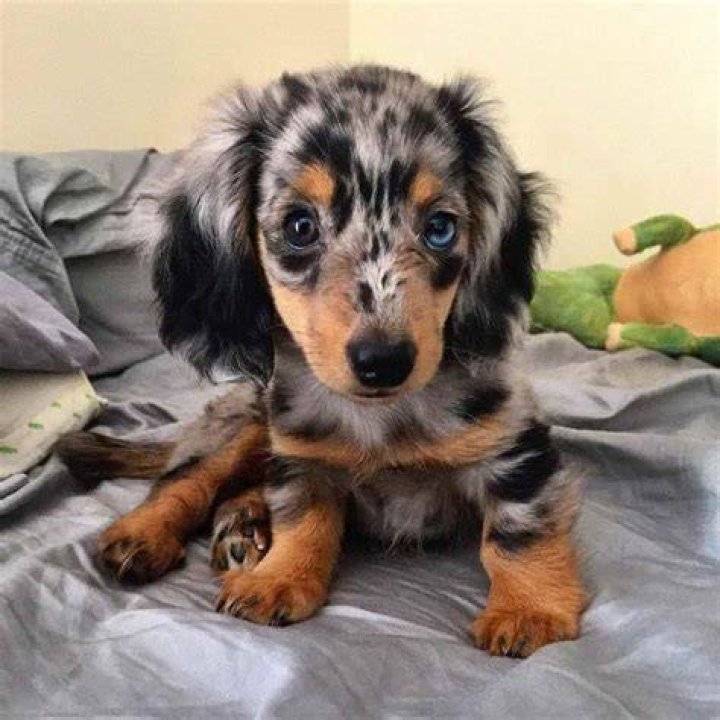 Blue Dapple Dachshund PETSIDI