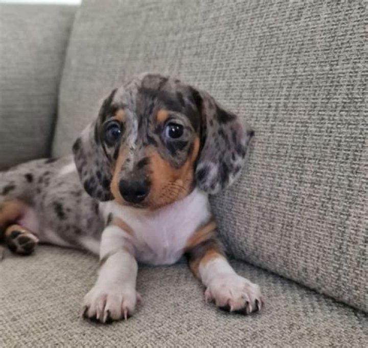 Blue Merle Dachshund For Sale PETSIDI