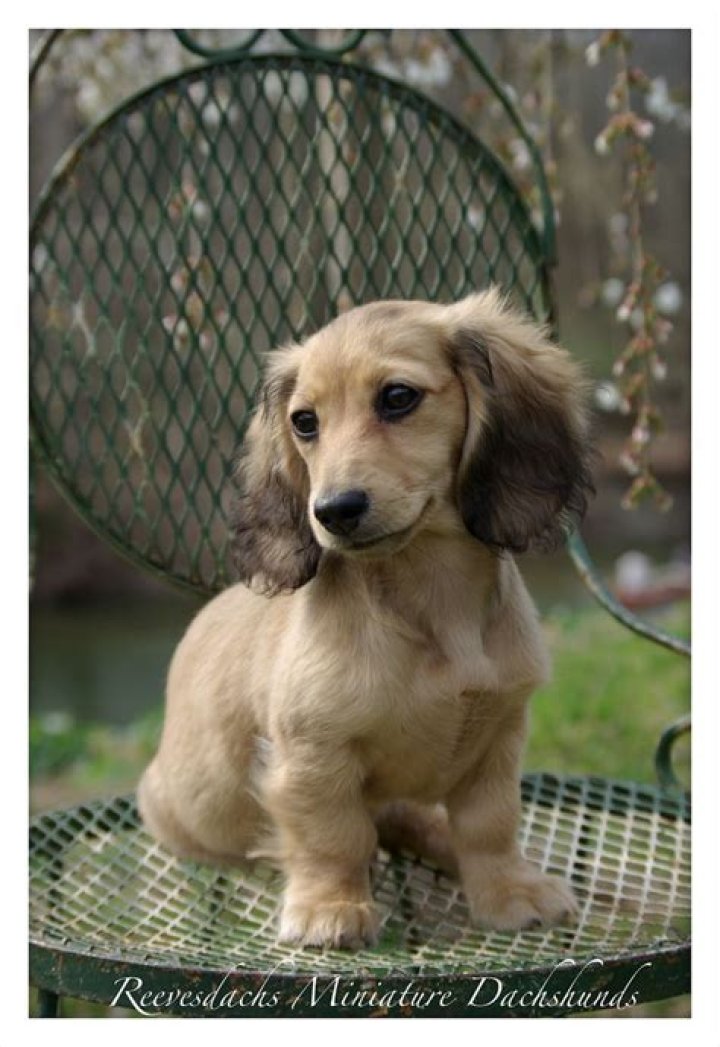 Bokkie, Shaded cream longhair miniature dachshund Daschund puppies
