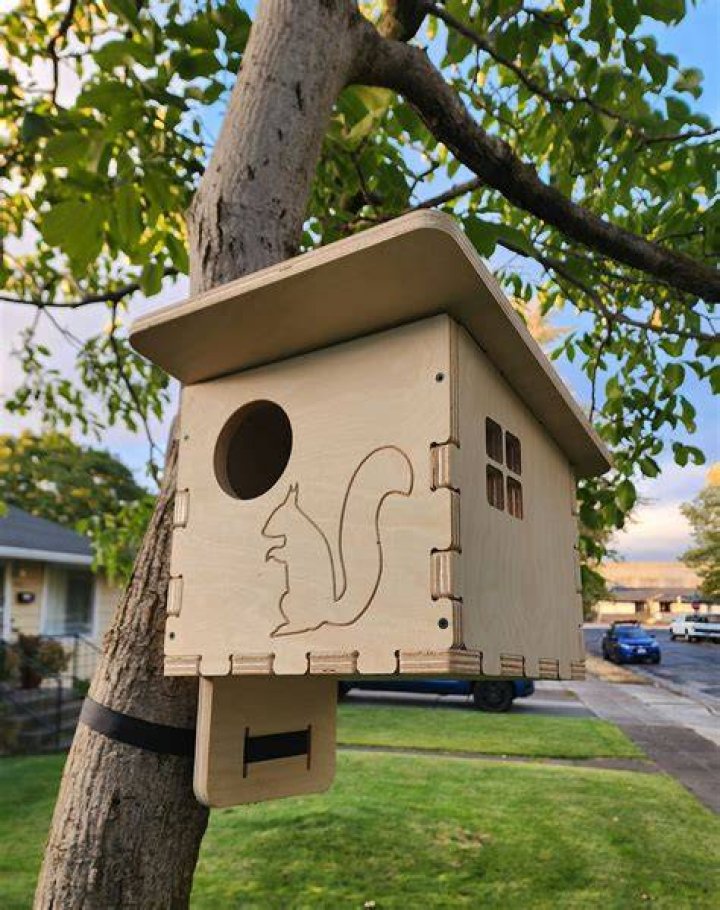 Build a Squirrel House—Without Worrying Your Neighbors Architectural