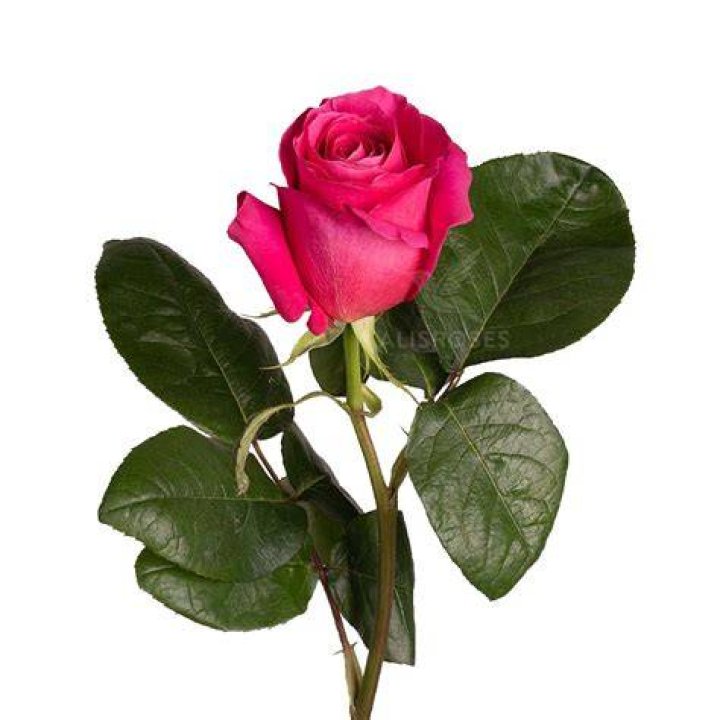Buy Hot Pink Long Stem Roses Rose Farmers