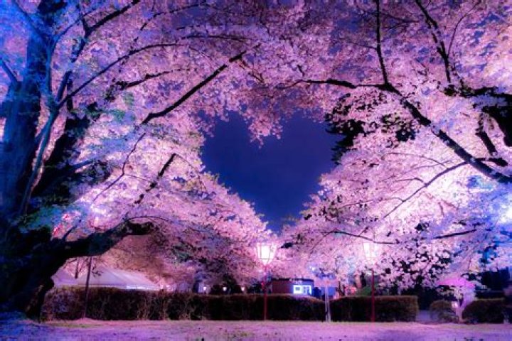 Cherry Blossom