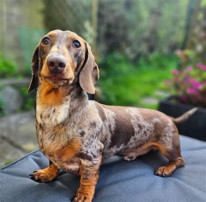 chocolate/tan hidden dapple miniature dachshund MOJO Miniature