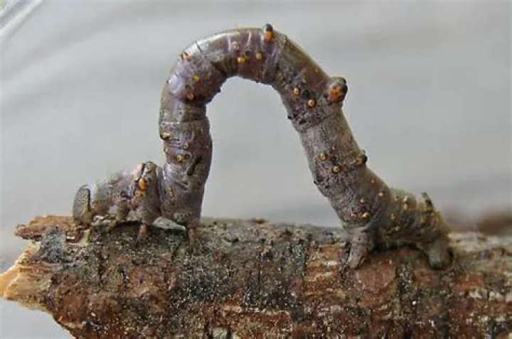 Curved Tooth Geometer Moth Caterpillar » Otaewns