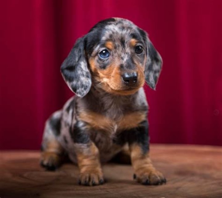 Cute lil sausage dog with a dappled blue eye! r/aww