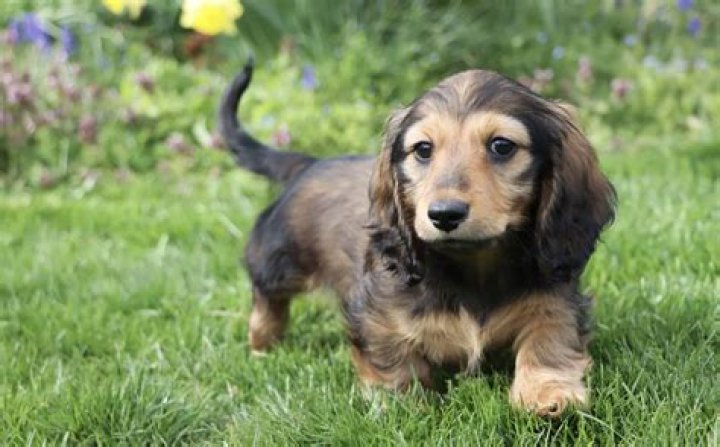 Cute Puppy Dogs long haired dachshund puppy
