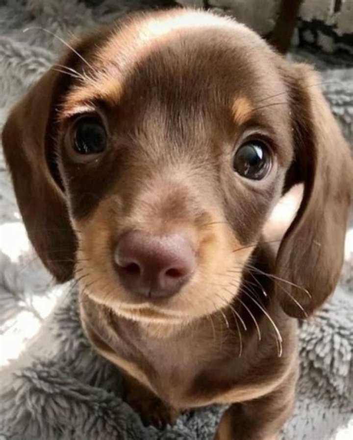 Cutest puppy!! wiener dogs Love my wiener. Pinterest Wiener