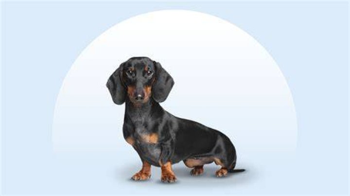 Dachshund Information, Health, Pictures & Training Pet Paw