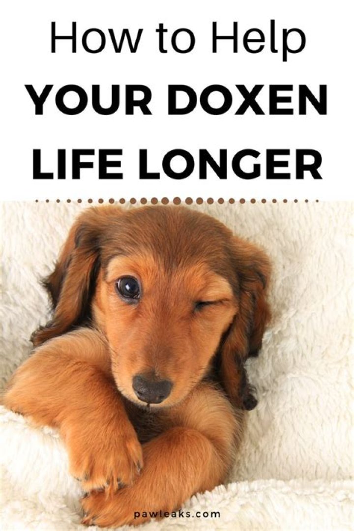 Dachshund Lifespan Facts You Should Know PawLeaks