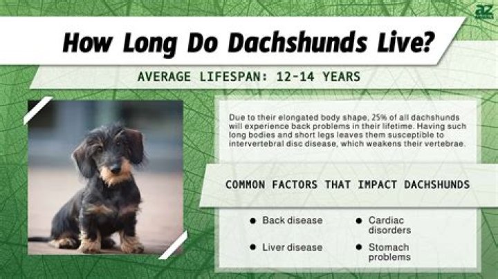 Dachshund Lifespan How Long Could Your Puppy Live For?