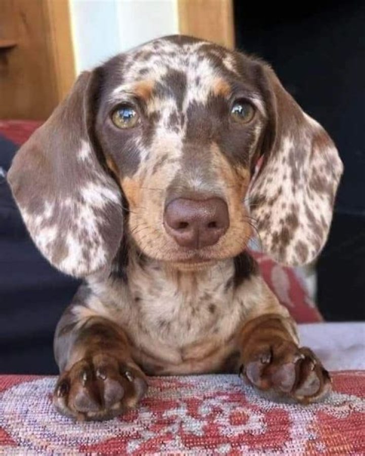 Dapple Dachshund Cute dogs images, Cute baby animals, Cute animals
