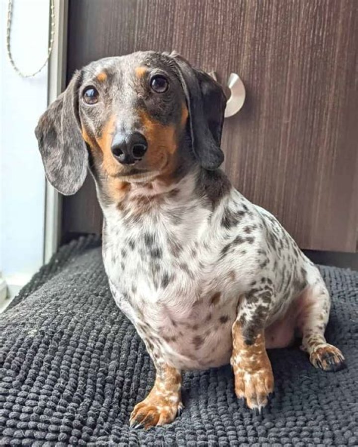 Dapple Dachshund Facts, Patterns, Pictures, FAQs & More
