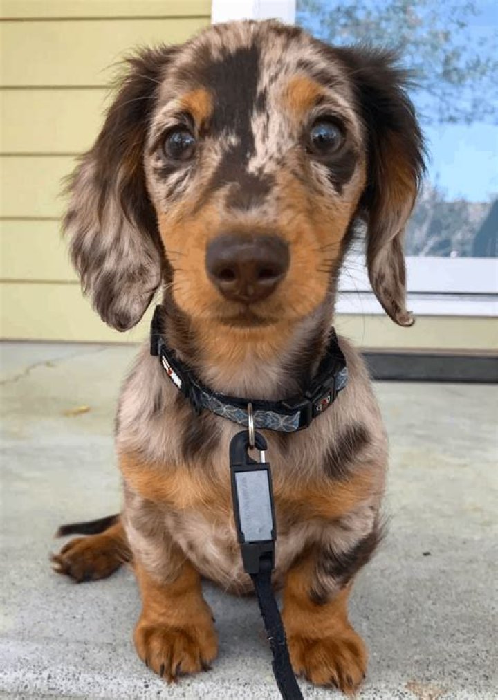 Dapple Dachshunds Temperament, Health, Costs and Pictures