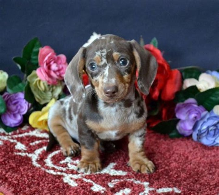 Dapple miniature dachshund &hearts; Dapple dachshund puppy, Daschund puppies