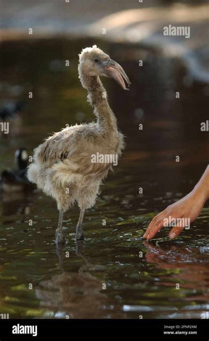 DENNIS THE UGLY FLAMINGO IS SHOWN THE WATER BY ZOO KEEPER ALISON BROWN