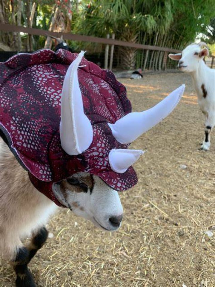 Discover The Enchanting World Of Goats In Halloween Costumes