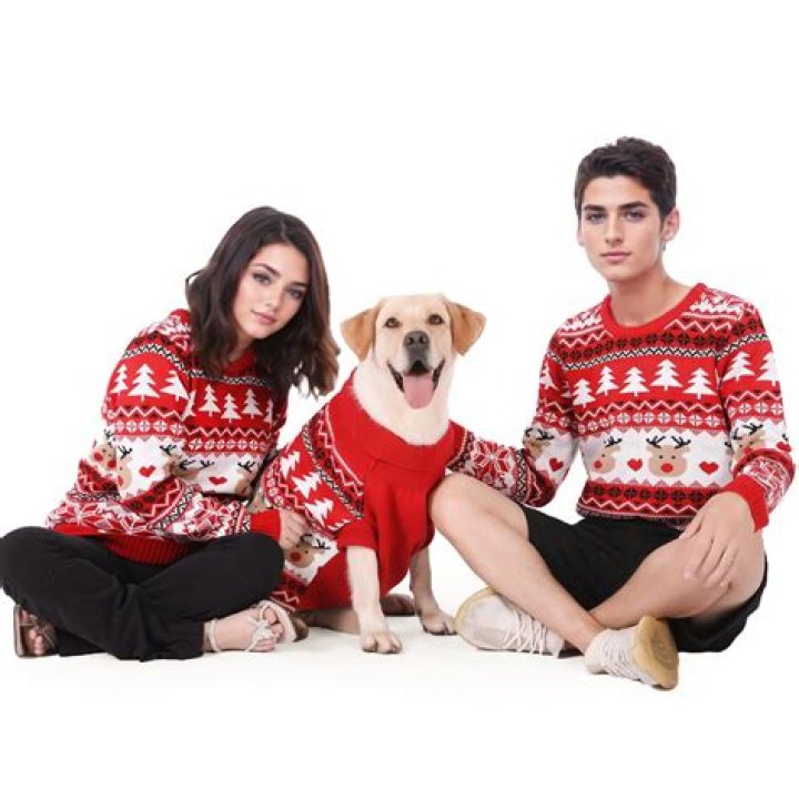 Discover The Heartwarming World Of Cat And Owner Matching Sweaters