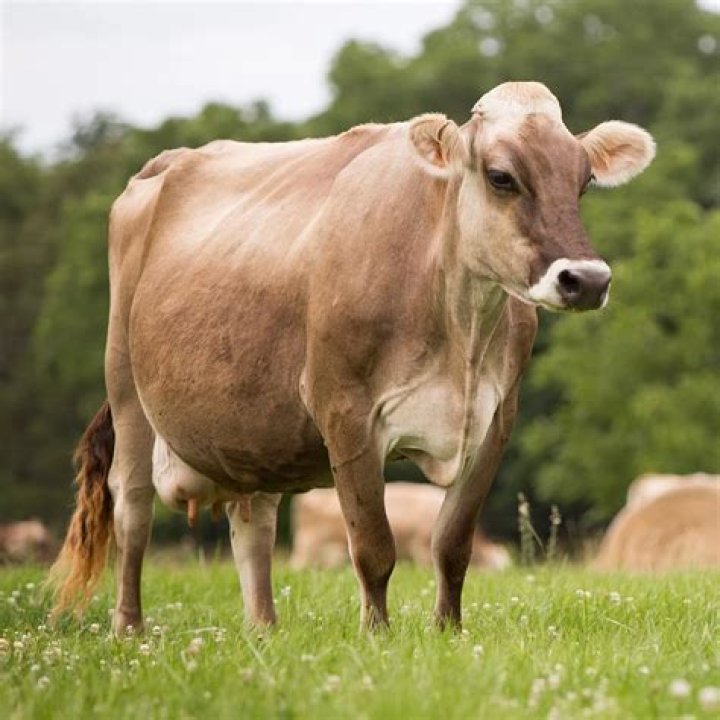 Discover The Secrets Of The Brown Cow Outfit Craze