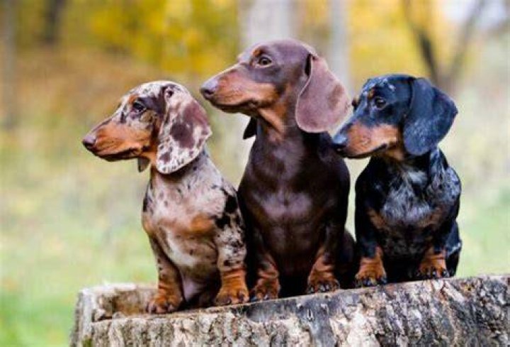 Do Dachshunds Shed a Lot?