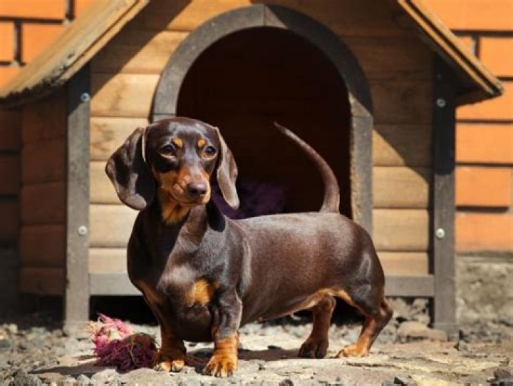 Do Dachshunds Shed? Dachshund Shedding Guide!