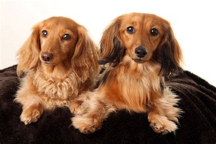 Do Dachshunds Shed? I Love Dachshunds