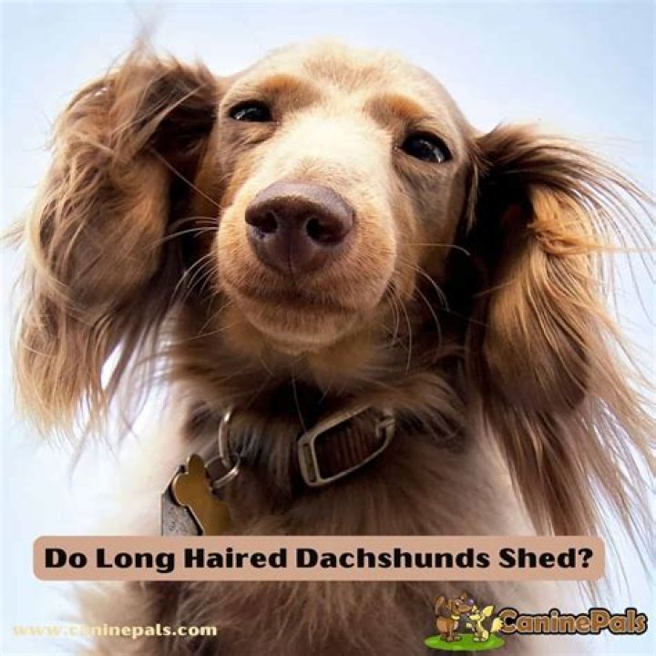 Do Dachshunds Shed Will This Pup Make A Mess?