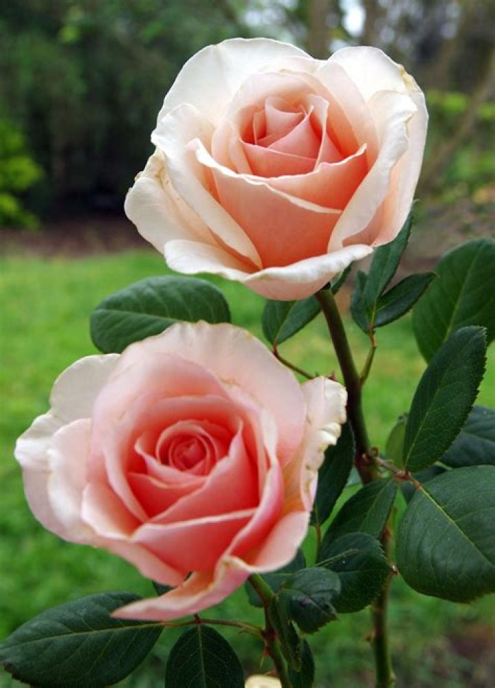 do hybrid tea roses climb Hybridtearoses Hybrid tea roses, Flowers
