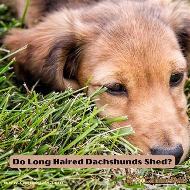 Do Long Haired Dachshunds Shed A Lot And How To Deal With It?