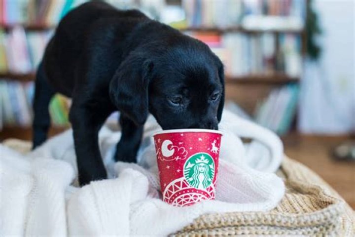 Does Starbucks have pup cups starbmag