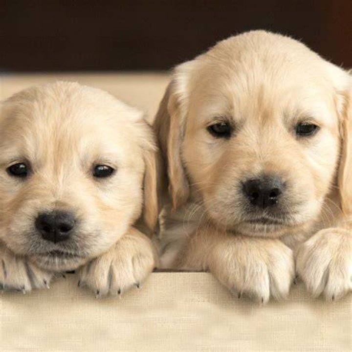Dogs Chicks Pets &middot; Free photo on Pixabay