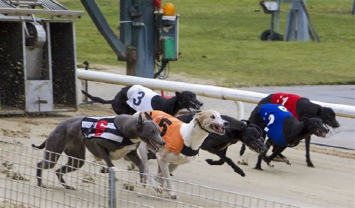 Dogs Gone Live Greyhound Racing Ends at Birmingham Race Course