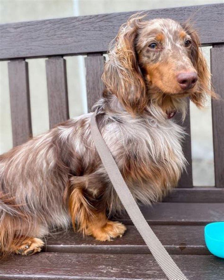 Dogs Longhaired Dapple Dachshund puppies, 7 weeks old photo WP49207